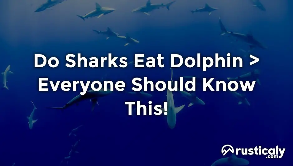 do sharks eat dolphin