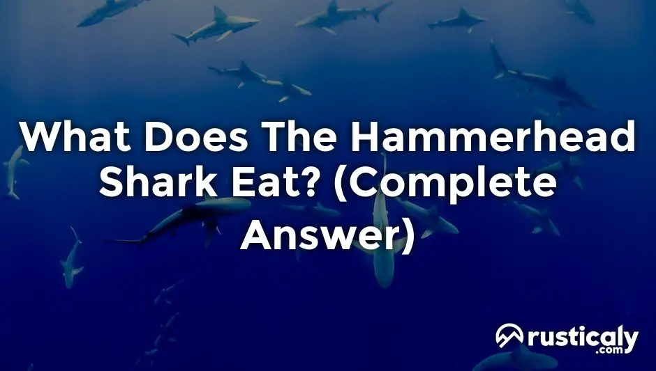 what does the hammerhead shark eat