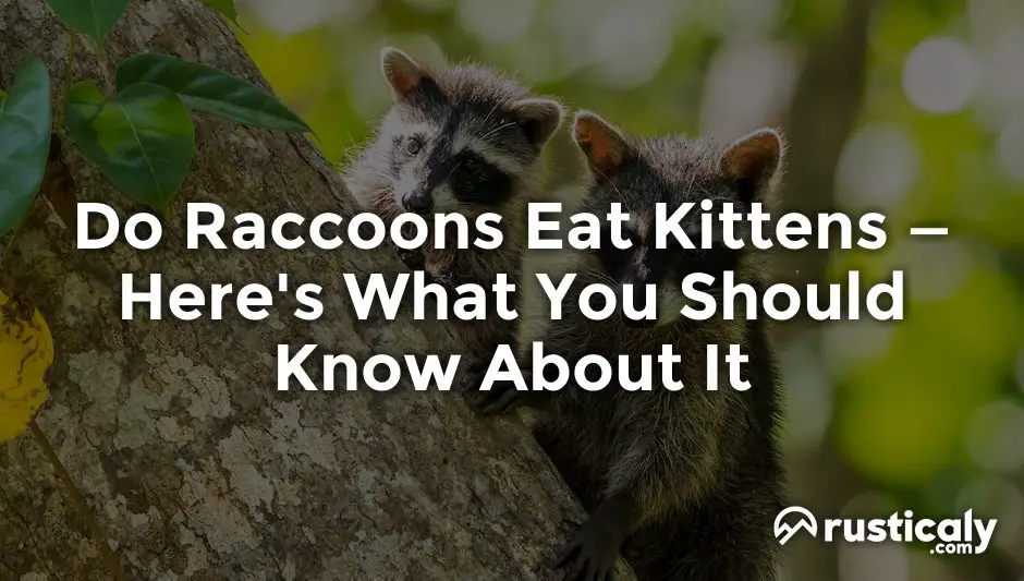 do raccoons eat kittens