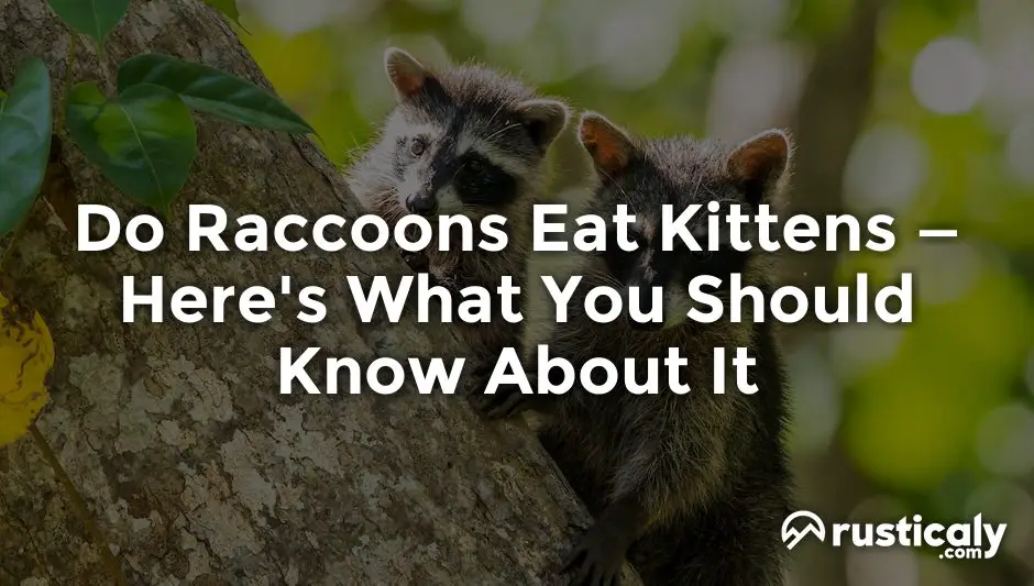 Do Raccoons Eat Kittens