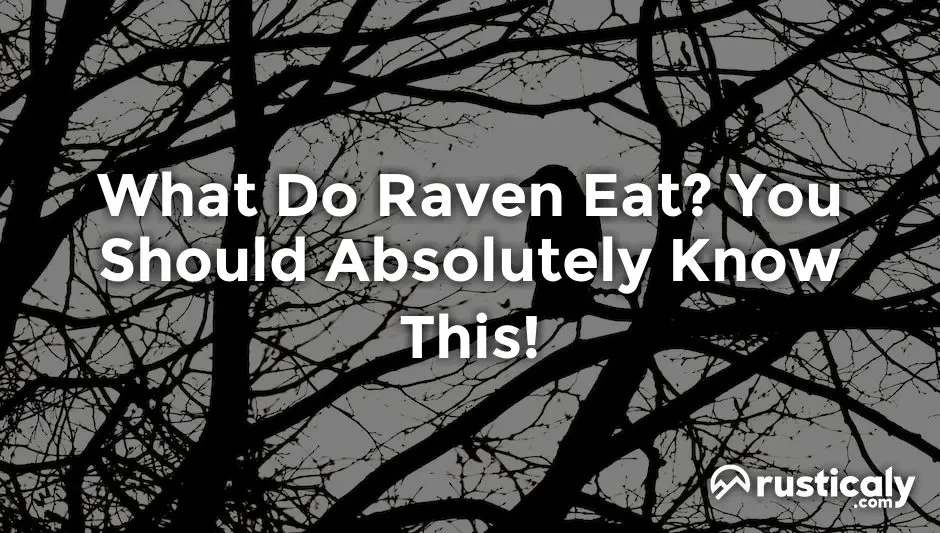 what do raven eat