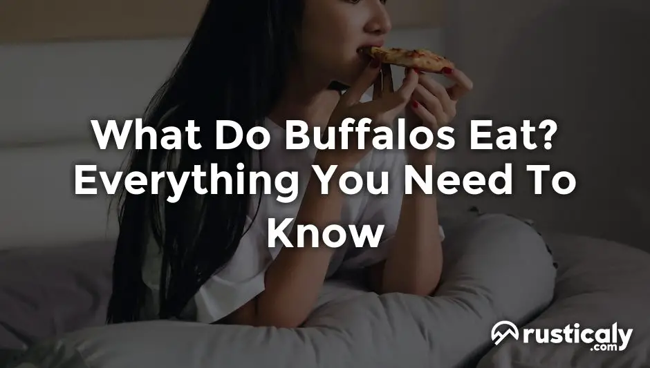 what do buffalos eat