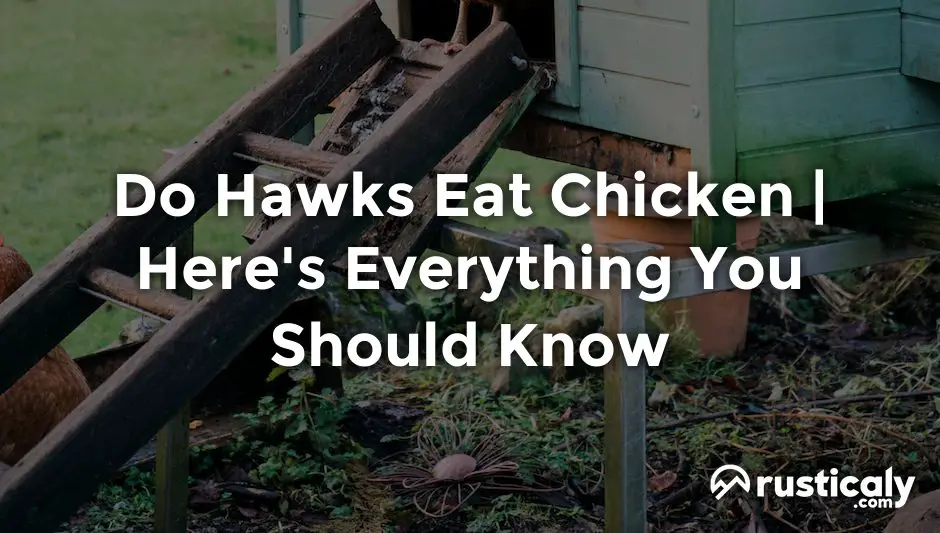 do hawks eat chicken