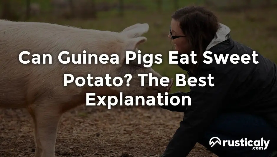 can guinea pigs eat sweet potato