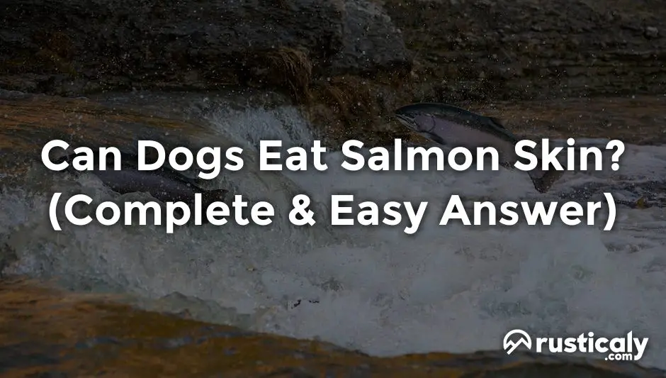 can dogs eat salmon skin