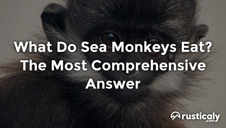 What Do Sea Monkeys Eat? With The Clearest Explanation