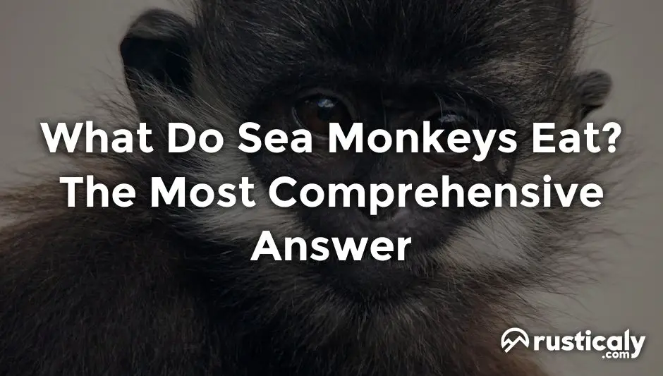 what do sea monkeys eat