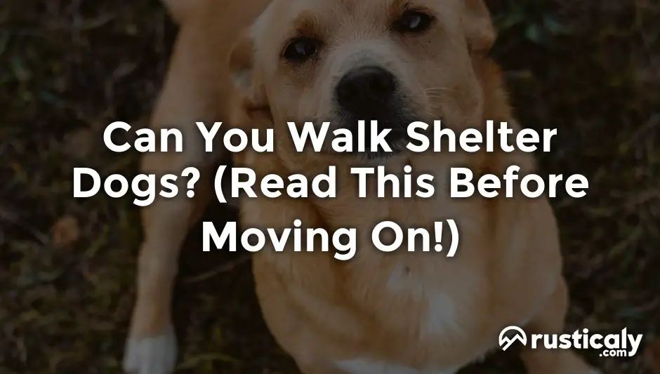 can you walk shelter dogs