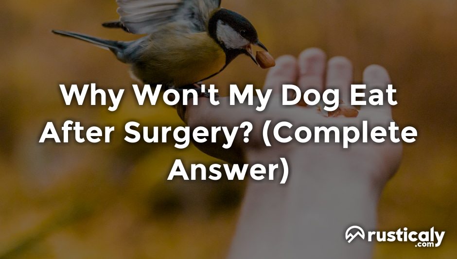 why won't my dog eat after surgery