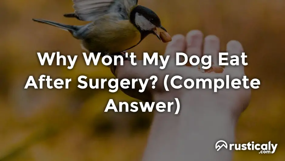 Why Won t My Dog Eat After Surgery Answer Inside why-won-t-my-dog-eat-after-surgery-answer-inside