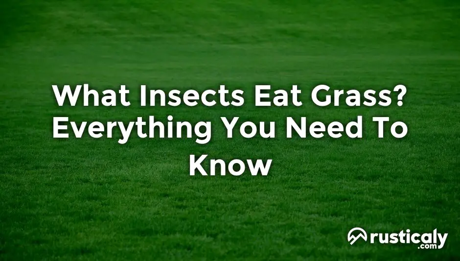 what insects eat grass