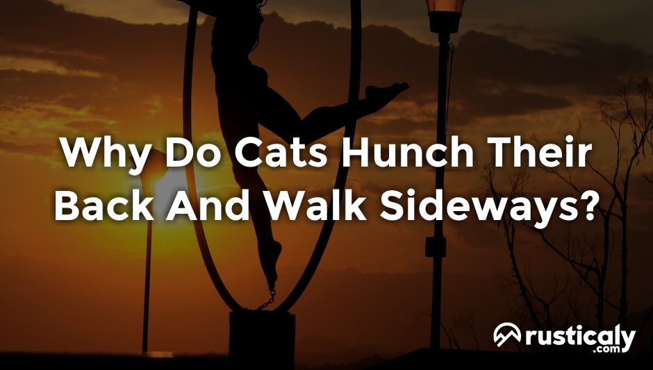 why do cats hunch their back and walk sideways