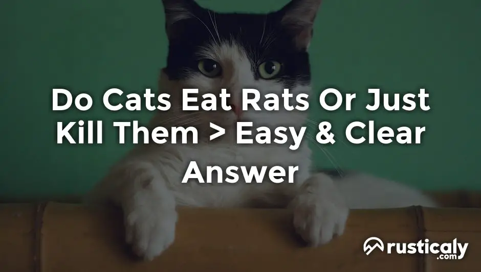 do cats eat rats or just kill them