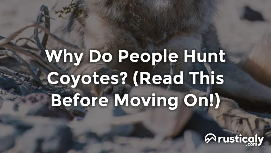 why do people hunt coyotes