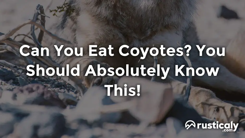 can you eat coyotes