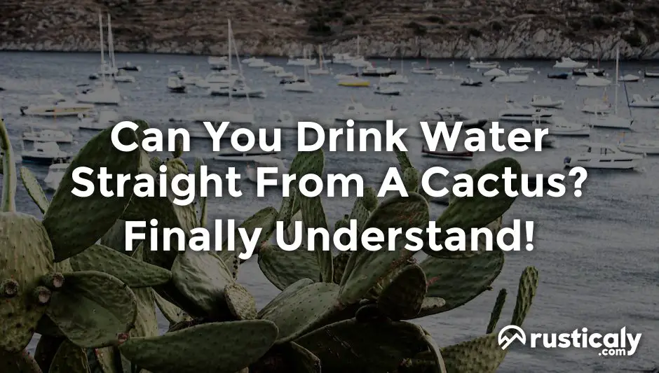 can you drink water straight from a cactus