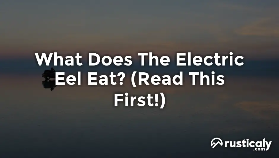 what does the electric eel eat