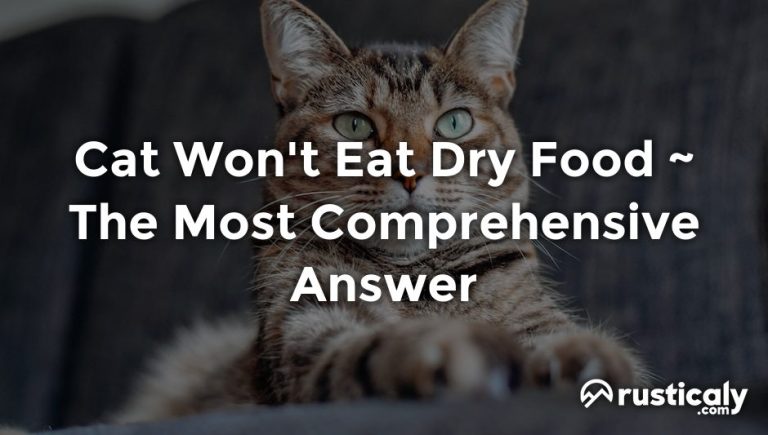cat won't eat dry food