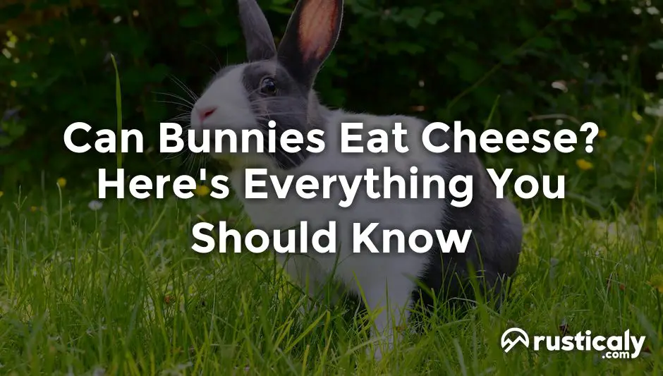 can bunnies eat cheese
