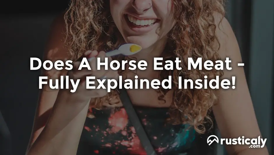 does a horse eat meat