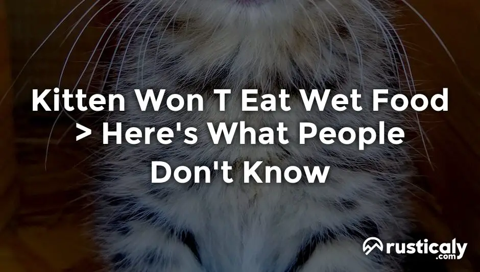 kitten won t eat wet food