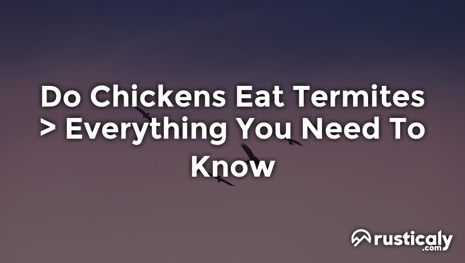 do chickens eat termites