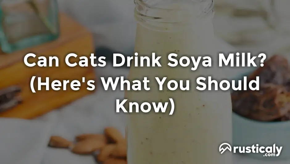 can cats drink soya milk