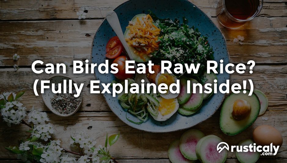 can birds eat raw rice