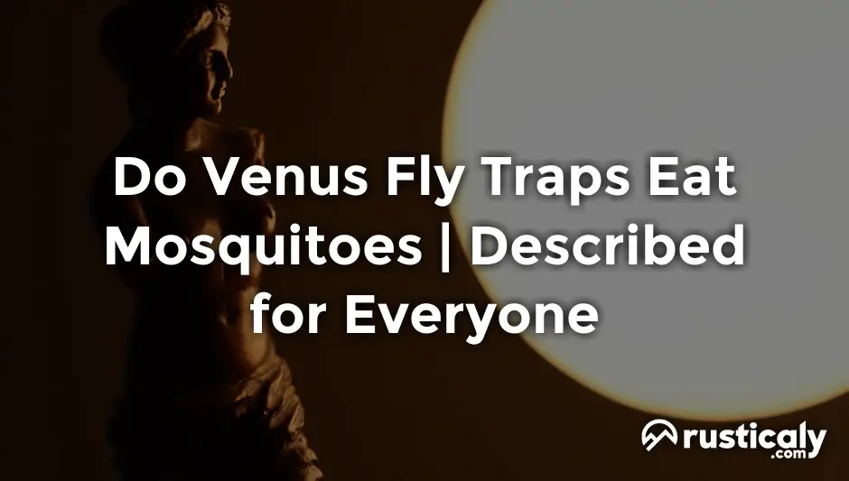 do venus fly traps eat mosquitoes