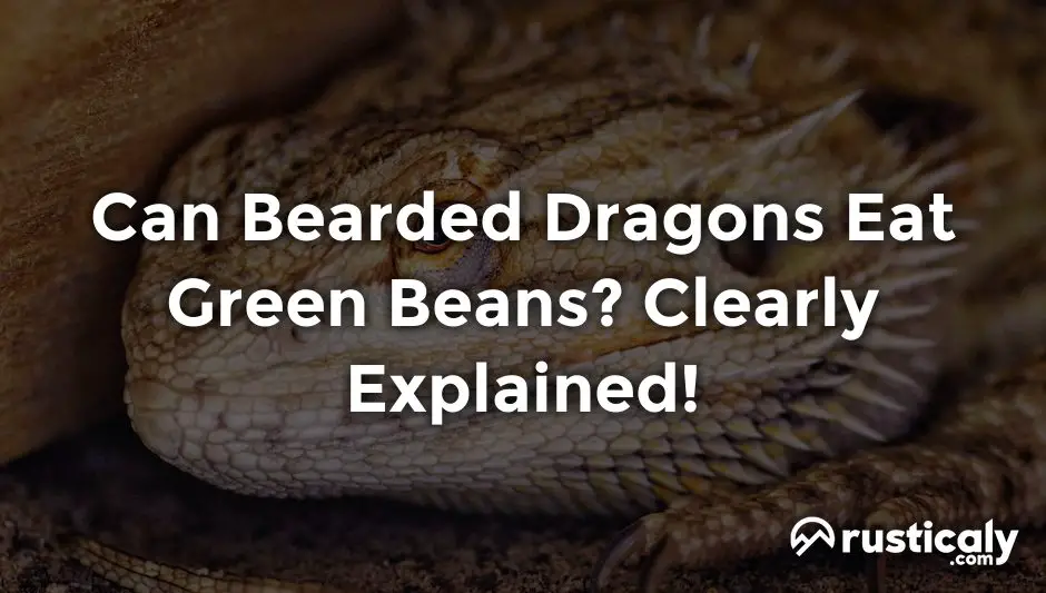 can bearded dragons eat green beans