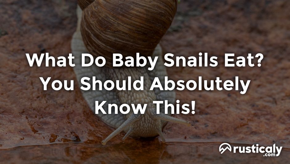 what do baby snails eat