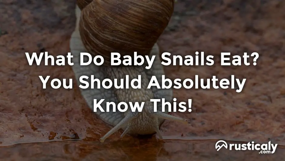 what do baby snails eat