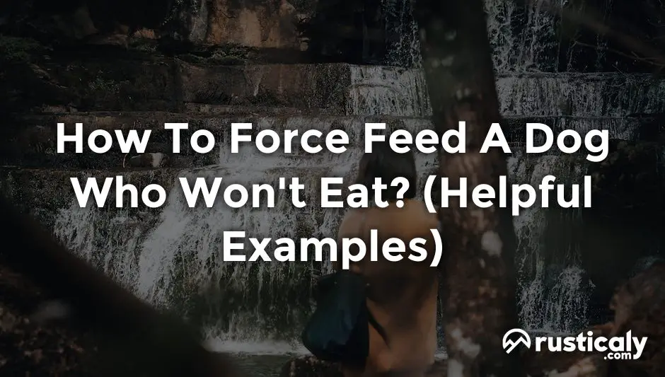 how to force feed a dog who won't eat