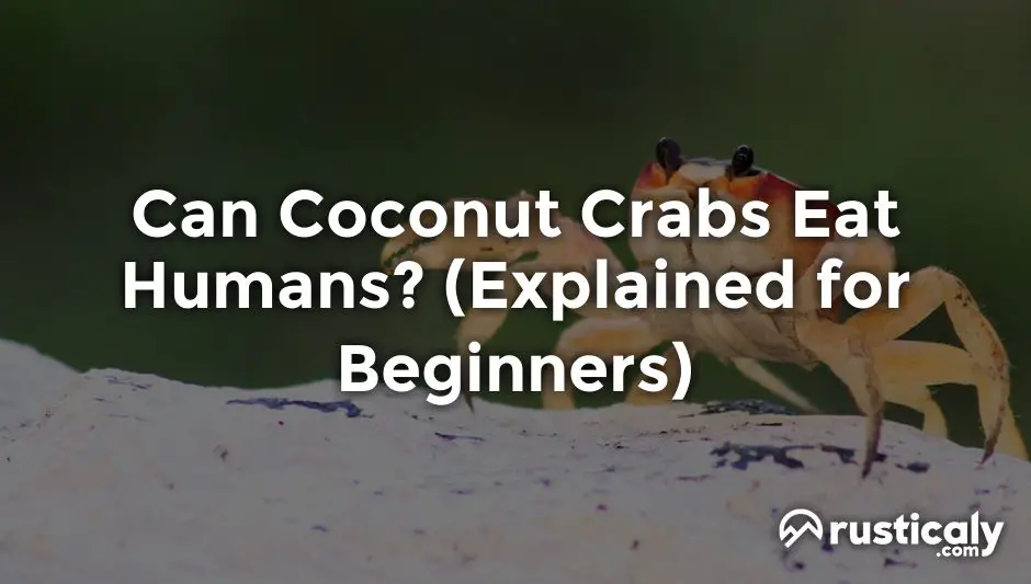can coconut crabs eat humans