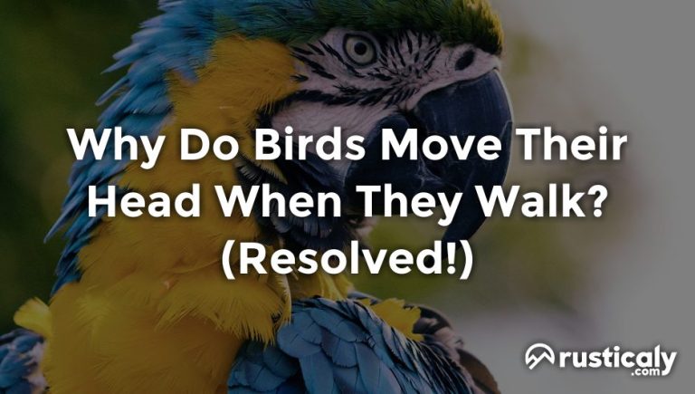 why do birds move their head when they walk