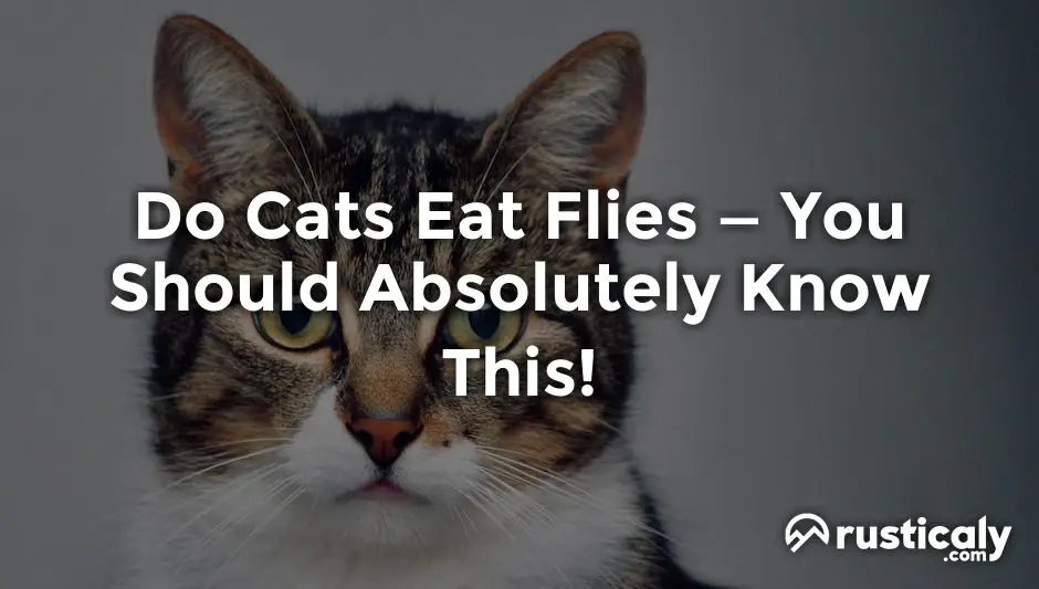 do cats eat flies
