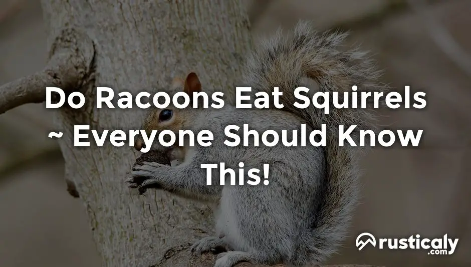 do racoons eat squirrels
