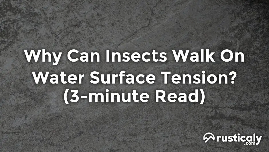 why can insects walk on water surface tension