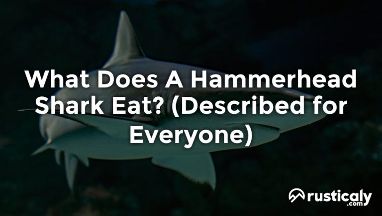 What Does A Hammerhead Shark Eat? (Explanation Revealed!)