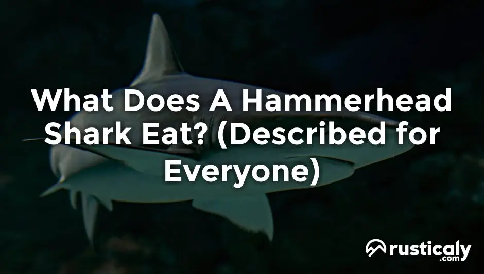 what does a hammerhead shark eat