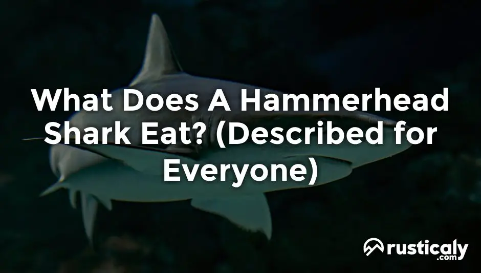 What Does A Hammerhead Shark Eat? (Explanation Revealed!)