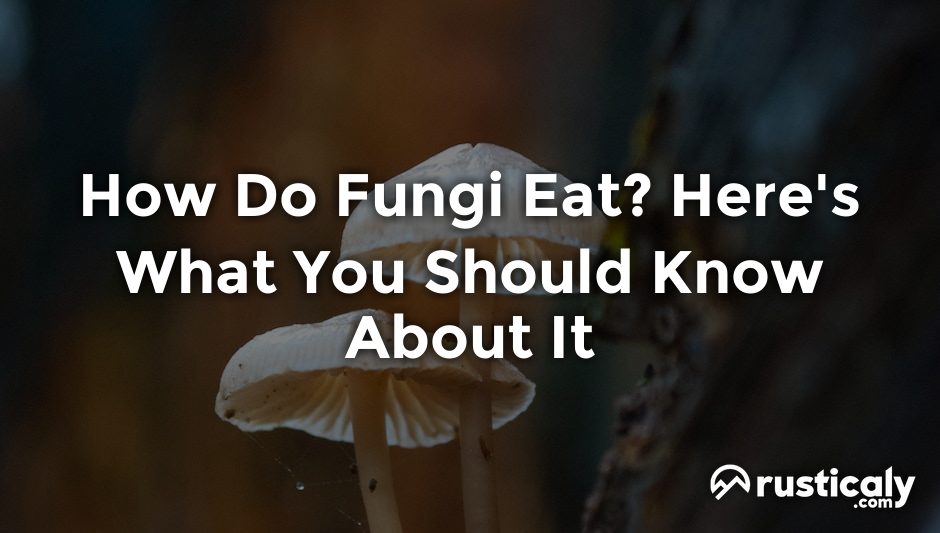 how do fungi eat