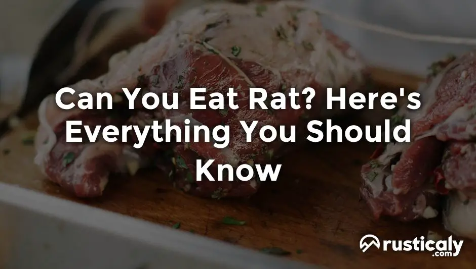 Can You Eat Rat? Here's What You Should Know About It