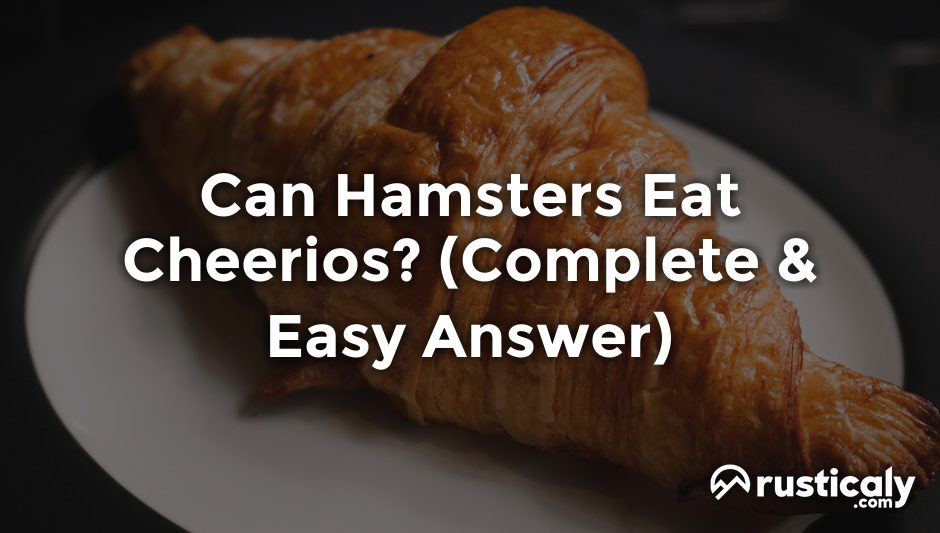 can hamsters eat cheerios