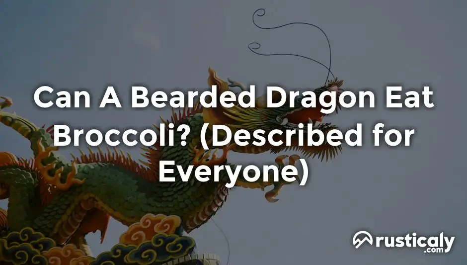 can a bearded dragon eat broccoli