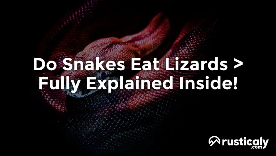 do snakes eat lizards