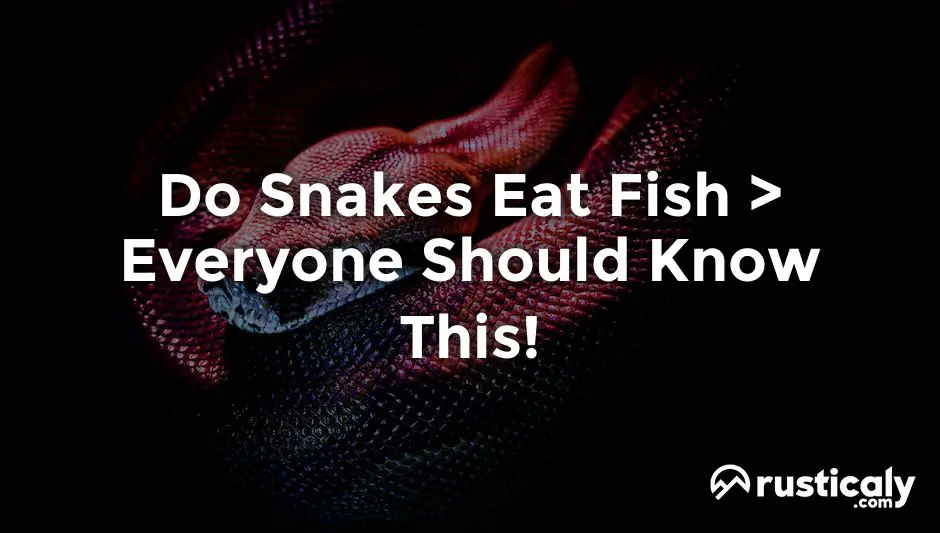 do snakes eat fish