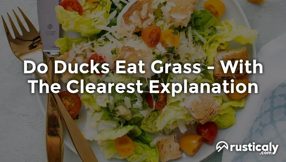 do ducks eat grass