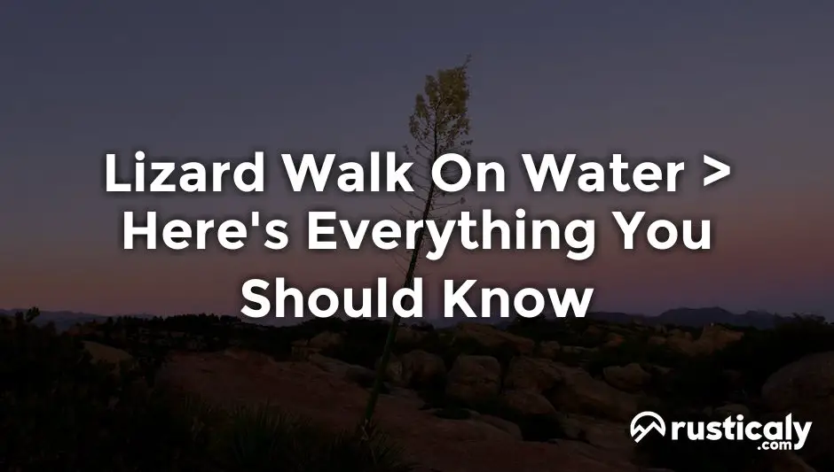 Lizard Walk On Water — Everyone Should Know This!