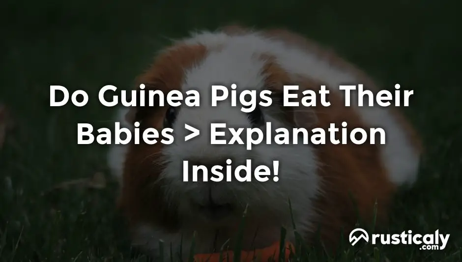 do guinea pigs eat their babies
